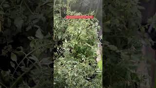 Growing Tomatoes in My Mars-Hydro Grow Tent #shorts #gardening #viralvideo #home #veggiegarden #food