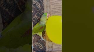 Wait for the end #bobo #rainbow #funnyanimals #balloon #cute #pets #funnypets #love #parrot