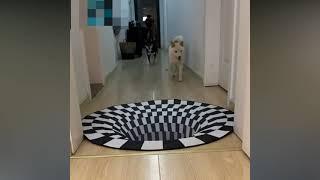 A 3D rug that fools the dogs…