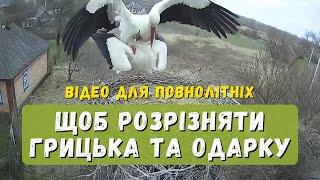 Відео для повнолітніх, щоб розрізняти Грицька і Одарку