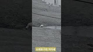 소래포구의 저어새