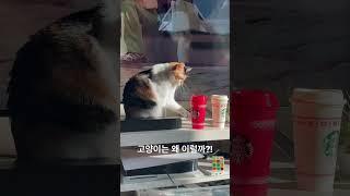 스타벅스 빨간컵만 싫어하는 고양이 산들이