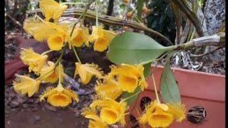 LAN RỪNG KON TUM 1/4/2025 LH 0973821799