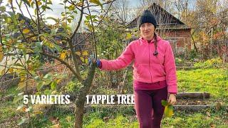 I Grew 5 Different Apple Varieties on One Apple Tree