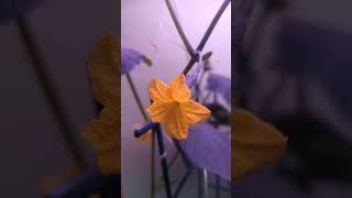 Семена из фикс прайса #shorts