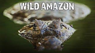 Secrets of the Rainforest: Wildlife of the Amazon | Full HD Documentary