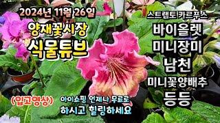 양재꽃시장 식물튜브 24년 11월 26일 입고영상 시청 하시면서 힐링타임 되세요~#양재꽃시장 #식물튜브 #월동 #관엽 #식물아빠