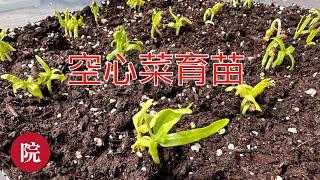 【彬彬有院】种•1071 《如何用种子给空心菜育苗》，温度合适，只需五天，就可以长到一寸高，很快就可以收获了