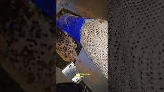 Holy Moly! Bees Hidden In A Shed?! | #bee #savethebees #beehive #shorts