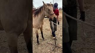 Trimming a nervous horse…