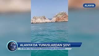 Alanya’da Yunuslardan Şov! -Dim TV Haberler