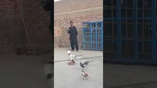 #shrto #viral #video #shabbir #bhai #pigens