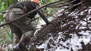 A great pig hunt in the Black Sea forests