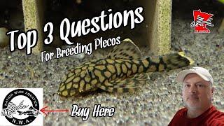 Breeding Plecos: Top 3 Questions