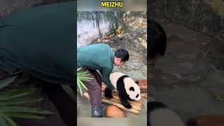 妹猪看到竹排，吓得飞快的逃跑 #panda #funny #redpanda夕消 #redpanda夕消 #animals #cute #pets #cutepanda #zoo #上野パンダ