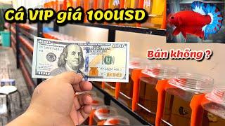 Khách Sộp cầm 100USD đến săn cá VIP của Thanh Hải Betta !