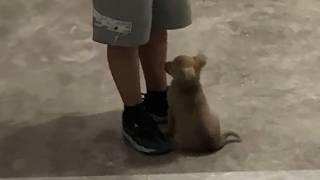 Homeless dog follows a boy closely, trying to return with him to a loving home, eager to be adopted.