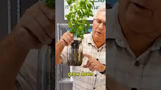 Indoor Hydroponic Garden #kratkymethod  #apartmentgardening #urbangardening