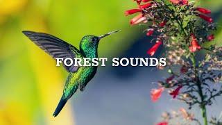 Bird Sounds - Relaxing Nature Sounds for Studying, Birdsong Relaxation, Bird Singing