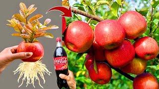 LIVE Amazing how to propagate  apple trees from fruit get plenty of fruit all year round