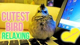 Cutest Bird Sooo Relaxing