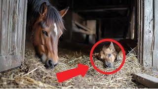 Horse Refuses to Leave Barn, What They Find Inside Will Shock You..