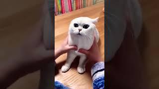 video kucing lucu  -part 4