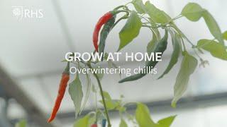 Overwintering chillis | Grow at Home | RHS