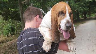 Basset Hound is done walking