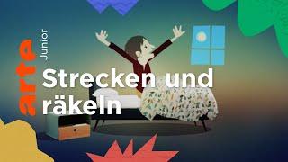 Warum strecken wir uns? | Eure Fragen | ARTE Junior