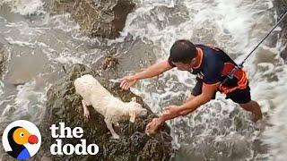 Terrified Dog Stranded on Rocks Rescued in Intense Rescue Mission | The Dodo