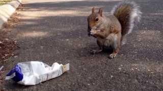 Cute Squirrel with Peanuts