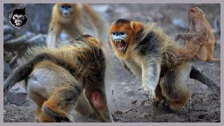 10 Epic Moments! When Monkey Families Attack Their Opponents | Animal Attack