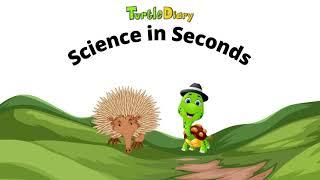 What's Unique About an Echidna?  *Science in Seconds*  TurtleDiary.com