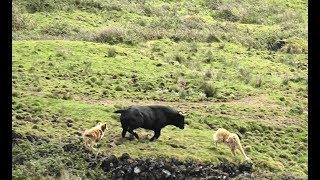 Smart Dogs Searching Lost Bull In High Risk Zone - Terceira Island