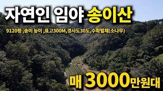 올해 자연산송이가 금값인~ 임야매매~미친가격! 3000만원대 송이채취지역 9120평 현 맹지상태 귀한 송이산~경북 안동 임야매물 세상사는 부동산