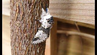 Alder Kitten moth