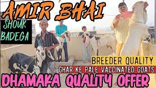 Ghar Ke Pale Hue Hyderabadi & Punjabi Goats Bas Looto Aur Shouk Karo || Amir Bhai Bhiwandi Mumbai ||