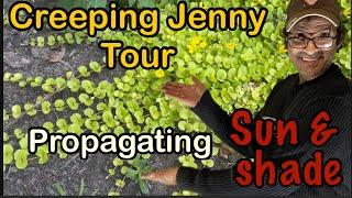 Creeping Jenny tour You will see full sun, part sun, full shade & how to propagate diy propagation