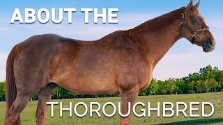 About the Thoroughbred | Horse Breeds