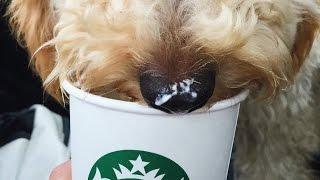 PUPPY TRIES STARBUCKS PUPPUCCINO | PUPDATE #23