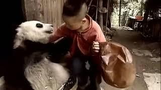 Chinese panda熊猫纪录片 【捡到野生大熊猫之后】感动TAT超清版 0005