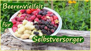 Beeren zum satt Essen im Selbstversorgergarten / Beeren anbauen, ernten und verarbeiten