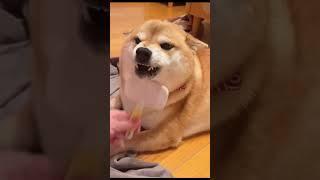 The funniest pet video of the year！#cat #dog #pets #funny #ViralMusic #trending