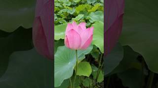 마음 쉼(Lotus)~