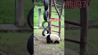 渝可看到轮胎玩具，一脸谨慎#国宝#panda #cute #大熊猫 #熊猫生活 #animals#shorts