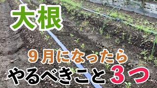 【大根】9月に入ったら必ずやってほしい3つについて　これやるだけで簡単にできます