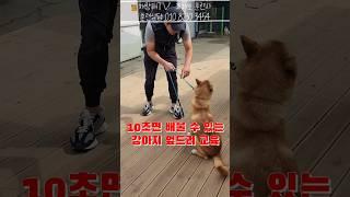 강아지 엎드려 훈련 10초만에 배우는 법