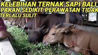 KELEBIHAN TERNAK SAPI BALI MAKAN SEDIKIT PERAWATAN TIDAK SULIT