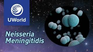 Neisseria Meningitidis & Meningitis - USMLE STEP 1, UWorld Question, Nervous System, MBBS